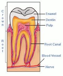 T | Bellingham Dentist | Dental Implants | Northside Dental Care